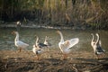 Scenic view of a flock of geese on a bank of a river