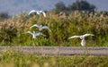 Scenic view of a flock of Great egrets taking off the ground