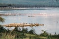 Scenic view of Great White Pelicans at Lake Nakuru National Park in Kenya Royalty Free Stock Photo