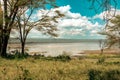 Scenic view of Great White Pelicans at Lake Nakuru National Park in Kenya Royalty Free Stock Photo