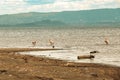 Scenic view of Great White Pelicans at Lake Nakuru National Park in Kenya Royalty Free Stock Photo