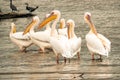 Scenic view of Great White Pelicans at Lake Nakuru National Park in Kenya Royalty Free Stock Photo