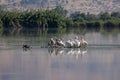 Scenic view of a flock of Great white pelicans standing on a surface that's floating on the water