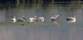 Scenic view of a flock of Great white pelicans standing on a surface that's floating on the water