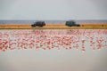 Scenic view of a flock of lesser flamingos against the background of Safari vehicles at Amboseli National Park in Kenya