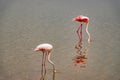 Scenic view of a flock of lesser flamingos at Amboseli National Park in Kenya