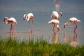Scenic view of a flock of lesser flamingos at Amboseli National Park in Kenya