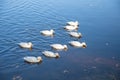 A scenic view of a flock of white ducks swimming in a lake reflecting