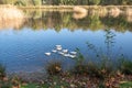 A scenic view of a flock of white ducks swimming in a lake reflecting
