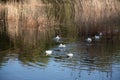 A scenic view of a flock of white ducks swimming in a lake reflecting