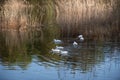 A scenic view of a flock of white ducks swimming in a lake reflecting