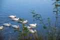 A scenic view of a flock of white ducks swimming in a lake reflecting