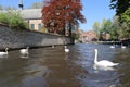 Swans swim on the caal of the city of Bruges against the backdrop of a bright blue sky and old brick buildings in early spring