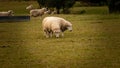 Flock of Woolly Sheep on a Countryside Farm Royalty Free Stock Photo