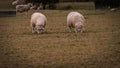 Flock of Woolly Sheep on a Countryside Farm Royalty Free Stock Photo