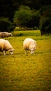 Flock of Woolly Sheep on a Countryside Farm Royalty Free Stock Photo