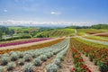 Scenic view of Flower Garden in summer at Shikisai No Oka Flower Garden, Hokkaido, Japan