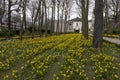 Scenic view of flowers in Jubelpark in Brussels