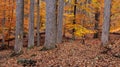 Scenic view of a forest in autumn in Maryland Royalty Free Stock Photo