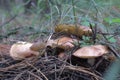Scenic view of the forest dwellers. Fat slug with round back, en Royalty Free Stock Photo