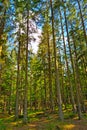 Scenic view in the forest, fresh clean air in nature.