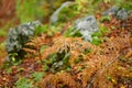 Scenic view of the forest in Lovchen National Park on autumn day. Details of nature. Tourism and travel. Hiking Royalty Free Stock Photo