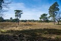 Scenic view of a forest with lush green nature in a park in Afferden, the Netherlands