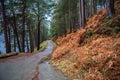 Scenic view of forest path in Glendalough in rainy day of Autumn and winter
