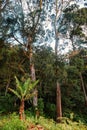 Scenic view of a forest at Uluguru Nature Forest Reserves in Uluguru Mountains, Morogoro Region, Tanzania