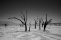 Scenic view of fossilized trees amongst sand dunes at Deadvlei, Namibia in grayscale Royalty Free Stock Photo