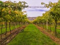 Scenic view of the freshly harvested grape fields in autumn in Valpolicella Royalty Free Stock Photo