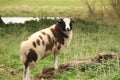 Scenic view of a furry goat in a rural area