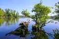 Scenic view on german lake with forest and tree roots in water in summer against blue sky - Krickenbecker Seen glabbacher bruch