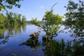 Scenic view on german lake with forest and tree roots in water in summer against blue sky - Krickenbecker Seen glabbacher bruch