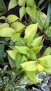 Scenic view of golden pothos or money plant Royalty Free Stock Photo