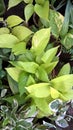 Scenic view of golden pothos or money plant Royalty Free Stock Photo