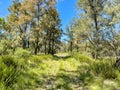 Scenic view of a grassy forest landscape with sparse trees in Emmaville, Australia