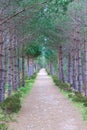 A scenic view of a gravel mountain path with symetric majestic pine trees along it