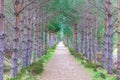 A scenic view of a gravel mountain path with symetric majestic pine trees along it