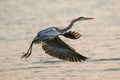 Scenic view of gray heron flying over a river at golden hour Royalty Free Stock Photo