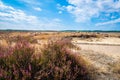 Grazing herd of sheep in heather landscape