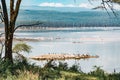 Scenic view of Great White Pelicans at Lake Nakuru National Park in Kenya Royalty Free Stock Photo