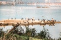 Scenic view of Great White Pelicans at Lake Nakuru National Park in Kenya Royalty Free Stock Photo