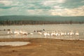 Scenic view of Great White Pelicans at Lake Nakuru National Park in Kenya Royalty Free Stock Photo