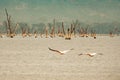 Scenic view of Great White Pelicans at Lake Nakuru National Park in Kenya Royalty Free Stock Photo