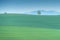 Scenic view of a green field with a lone tree on a hill Royalty Free Stock Photo