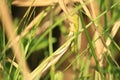 Scenic view of green grasshoppers