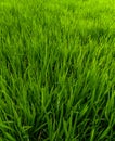 Rice farming fields that are still green Royalty Free Stock Photo