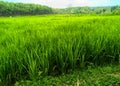 Rice farming fields that are still green Royalty Free Stock Photo