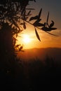 Scenic view of green plants in hills of Tuscany at golden sunset Royalty Free Stock Photo